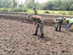 Tingkatkan Ketahanan Pangan, Babinsa Bantu Warga Tanam Jagung