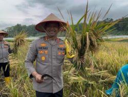Dukung Ketahanan Pangan, Kapolres Lhokseumawe Panen 8 Hektar Padi dan Bantu Sumur Bor untuk Petani