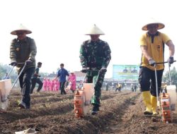 Dukung Percepatan Swasembada Pangan, Dandim 0808/Blitar Bersinergi Ikuti Penanaman Benih Jagung Polres Blitar Kota