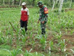 Tingkatkan Ketahanan Pangan, Babinsa Koramil 0818/11 Donomulyo Dampingi Warga Kembangkan Lahan Pertanian