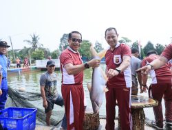 Implementasikan Misi Presiden Prabowo, Polda Sumsel Panen Raya dan Tebar Bibit Ikan