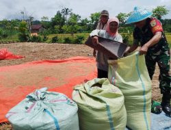 Wujud Nyata Dukung Ketahahan Pangan, Babinsa Kodim 0408/Manna Dampingi Petani Pasca Panen Padi