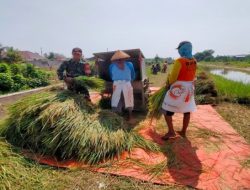 Sukseskan Program Swasembada Pangan, Babinsa Koramil 0808/10 Kademangan Bantu Petani Memanen Padi