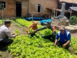 Tingkatkan Ketahanan Pangan, Babinsa Kodim 0412/LU Bersama Bhabinkamtibmas Lakukan Pembinaan Sayur Mayur di Wilayah Binaan
