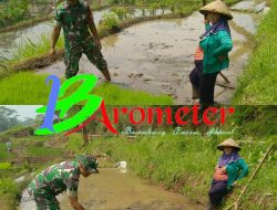 Babinsa Koramil 0818/09 Ngajum Dukung Ketahanan Pangan, Dampingi Petani Tanam Padi di Desa Palaan