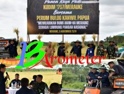 Kodim 1707/Merauke Bersama Perum Bulog Kanwil Papua Gelar Panen Raya Padi