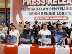 Bareskrim Polri Gagalkan Penyelundupan 151 Ribu Benih Lobster di Perairan Bintan