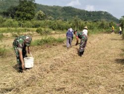 Tingkatkan Ketahanan Pangan, Babinsa Desa Darungan Bersama Poktan Tani Makmur Tanam Jagung
