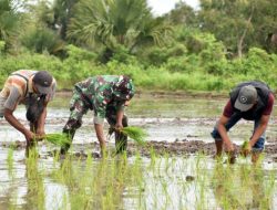 Wujudkan Swasembada Pangan, Babinsa Koramil 1707-02/Merauke Bantu Petani Kampung Kuper Tanam Padi