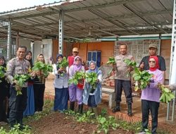 Dukung Ketahanan Pangan, Polsek Kalideres Bersama Warga Semanan Panen Tanaman Bayam dan Ceisim