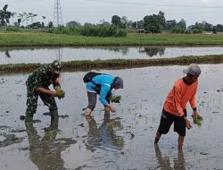 Dukung Ketahanan Pangan di Wilayah Binaan, Babinsa Desa Kerjen Bantu Petani Tanam Padi