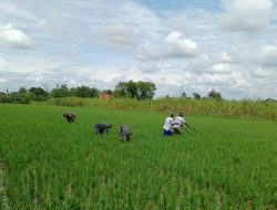 Jaga Kesuburan Tanaman Padi, Babinsa Koramil 09/Sambungmacan Bantu Petani Cabut Rumput di Sawah