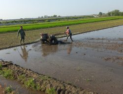 Beri Dorongan dan Motivasi, Babinsa Koramil 09/Sawit Dampingi Petani Mengolah Sawah