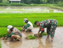 Aksi Nyata Dukung Ketahanan Pangan, Babinsa Desa Sidodadi Bantu Petani Cabut Benih Padi Siap Tanam