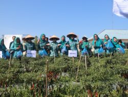 Panen Raya Cabai, Hatmarina Harahap Wujudkan Kemandirian Pangan di Kabupaten Mesuji