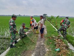 Babinsa Koramil 19/Tanon Bantu Petani Padi Lakukan Operasi Gropyokan Hama Tikus