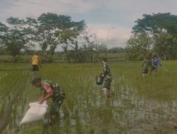 Capai Swasembada Pangan Nasional, Babinsa Koramil 12/Gesi Dampingi Petani Lakukan Pemupukan Padi