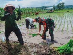 Tingkatkan Hanpangan di Wilayah Binaan, Koramil 0808/09 Sutojayan Bantu Petani Tanam Padi