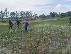 Dukung Ketahanan Pangan, Babinsa Koramil 02/Karangmalang Bantu Petani Lakukan Pemupukan Tanaman Padi