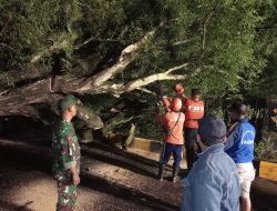 Babinsa Koramil 0825/13 Singojuruh Lakukan Kerja Bakti Membersihkan Pohon Tumbang