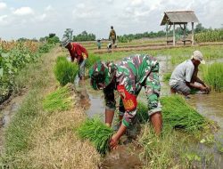 Kejar Swasembada Pangan, Babinsa Kebunduren Bantu Petani Tanam Padi