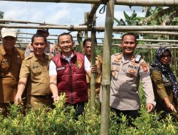 Kesiapan Penanaman Jagung: Polri Tinjau Lahan Pertanian di Desa Amboyo Inti