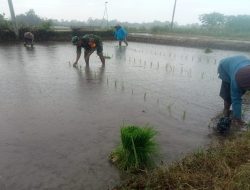 Dukung Ketahanan Pangan Wilayah, Babinsa Sumberboto Bantu Petani Tanam Padi