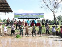 Dukung Swasembada Pangan Nasional, Koramil 0808/16 Talun Tanam Padi Bersama Forkopimcam Dan Masyarakat