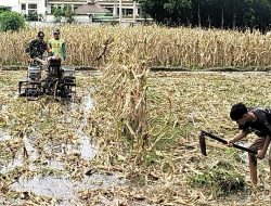 Babinsa Rejowinangun Dampingi penyiapan Lahan Musim Tanam Padi di Kademangan