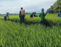 Hama Wereng Menyerang Wilayah Kroyo, Babinsa dan Petani Turun Tangan