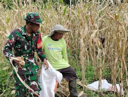 Koramil Napan Melaksanakan Pendampingan Terhadap Petani Jagung di Kampung Nifasi