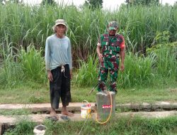 Upaya Babinsa Simo Bersama Petani Tanggulangi Hama
