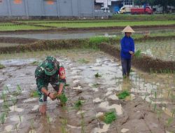 Kejar Luas Tambah Tanam, Babinsa Pagergunung Semangat Bantu Petani Tanam Padi