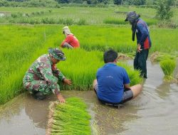 Babinsa Kaligrenjeng Dampingi Proses Perkembangan Bibit Padi Sebelum Tanam Di Wilayah Winotirto