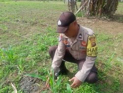 Bintara Penggerak Ketahanan Pangan Desa Sepangah Laksanakan Monitoring Tumbuh Kembang Jagung