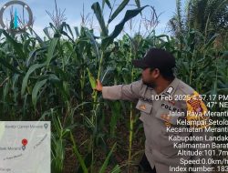Melakukan pengecekan tanaman jagung non CPCL milik Poktan bunga Kadak.