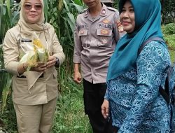 Sinergi untuk Ketahanan Pangan, Polsek Kebon Jeruk Panen Jagung, Kangkung, dan Jamur