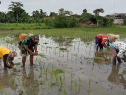 Kejar Progres Luas Tambah Tanam, Babinsa Desa Gandekan Bantu Petani Tanam Padi