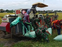 Babinsa Bantu Panen Padi Menggunakan Mesin Combi Tingkatkan Produktivitas Petani