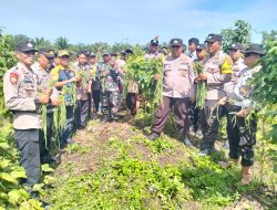 Panen Sayuran di Lahan Milik Polsek Muara Padang Kapolsek Bagikan Hasil Panen Kepada Masyarkat