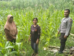 Bukti Sinergitas Bhabinkamtibmas Polsek Air Besar Sambangi Petani Jagung