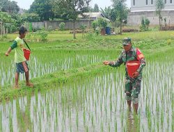 Target Swasembada Pangan, Babinsa Sananwetan Turun Langsung Ke Sawah Bantu Petani Pupuk Tanaman Padi