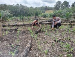 Cek Progres Tanaman Jagung Hibrida