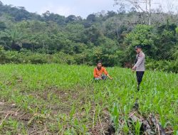 Pemantauan Kegiatan Cek Progres Tanaman Jagung