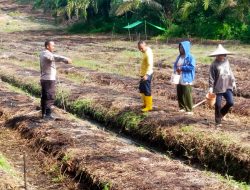 Dukung Swasembada Pangan, Kapolsek Sengah Temila dan Poktan Ayo Maju Tanam Jagung di Desa Rabak