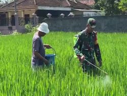 Pendampingan Babinsa Wonotirto, Bantu Petani Penyemprotan Pestisida Kendalikan Hama Padi