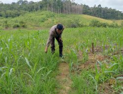 Polisi Penggerak Ketahanan Pangan Polsek Mempawah Hulu Laksanakan Pengecekan Tanaman Jagung