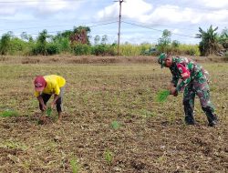 Tingkatkan Ketahanan Pangan DANRAMIL NAPAN Beserta Anggota Membantu Petani Tanam Padi