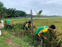 Perkuat Kebersamaan di Perbatasan, Satgas Pamtas Yonarmed 11 Kostrad Bersama Warga Panen Padi