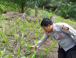 Bintara Pengerak Ketahanan Pangan Desa Anik Pantau Kondisi Tanaman Jagung